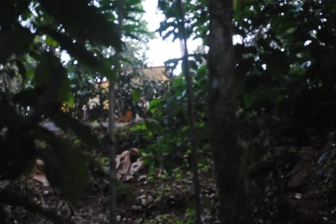 Cascade Holiday Villa Padinjarathara