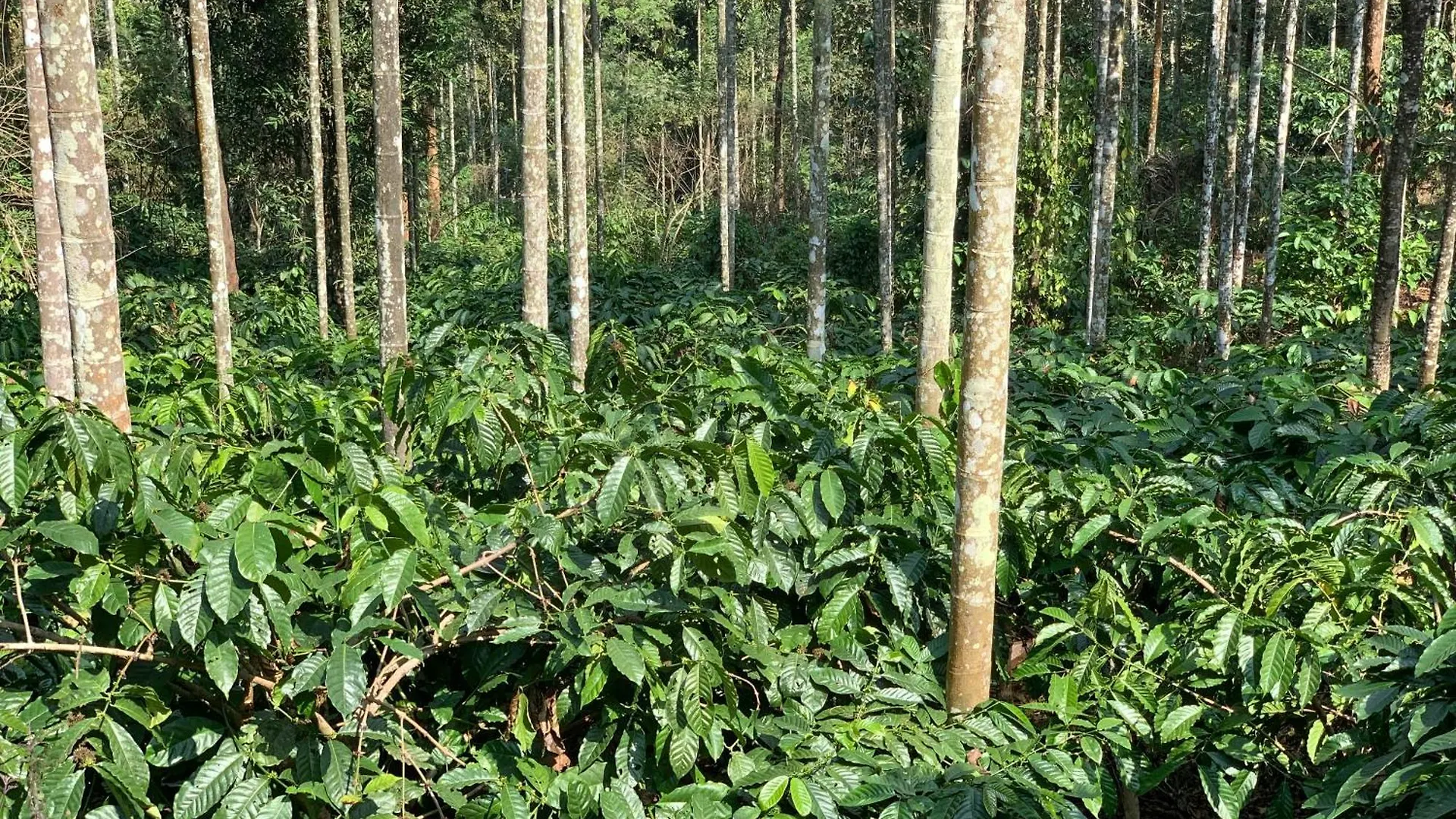 Cascade Holiday Villa Padinjarathara